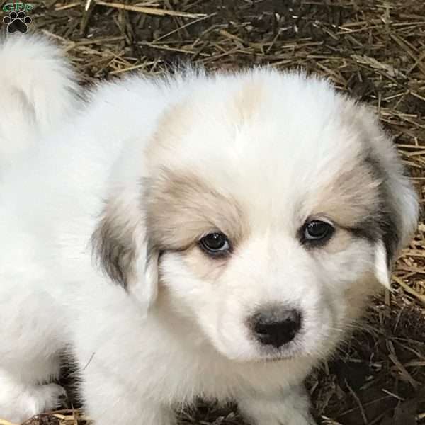 Cookie Dough, Great Pyrenees Puppy